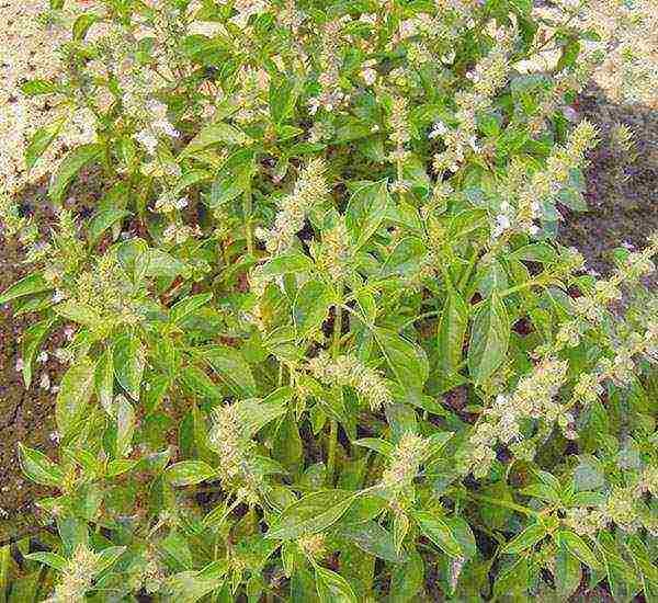 kung paano maayos na mapalago ang basil mula sa mga binhi sa bahay