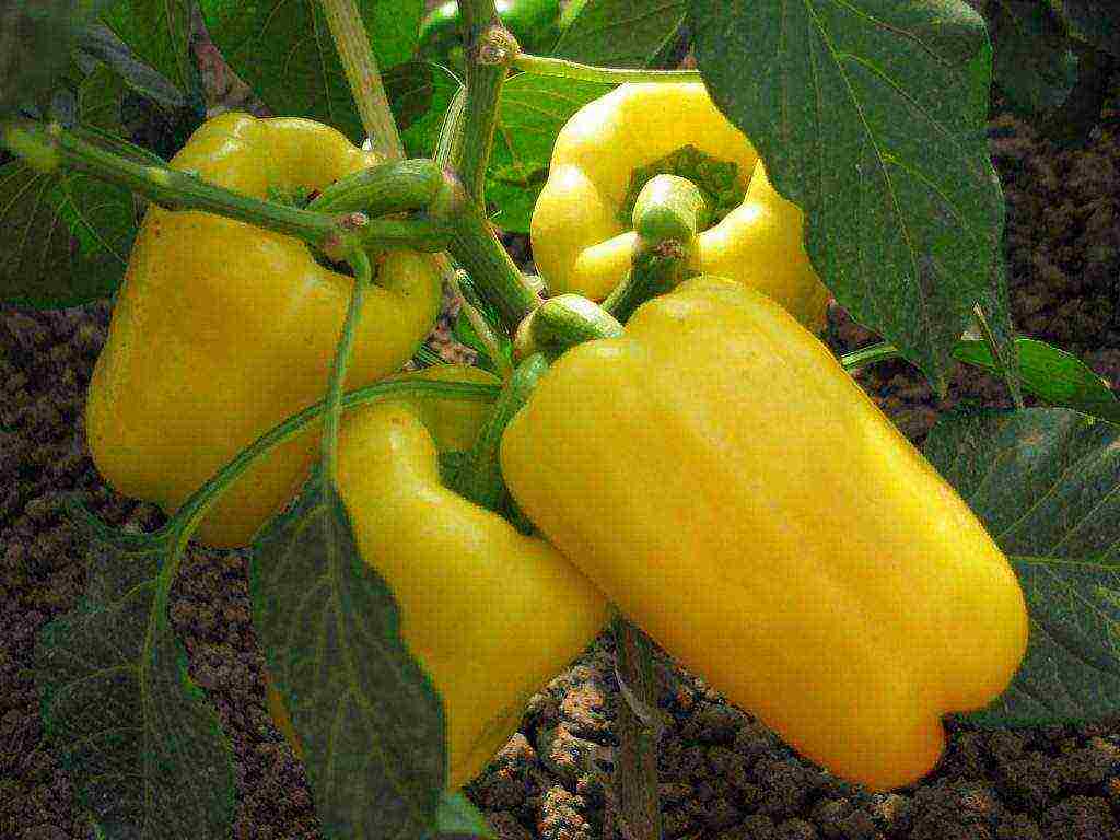 how to properly grow bell peppers in the open field