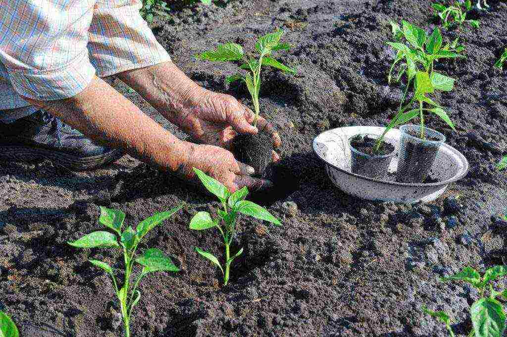 how to properly grow bell peppers in the open field