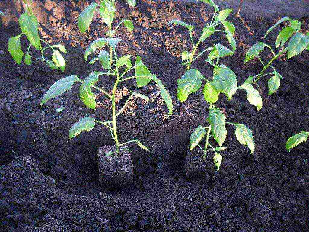 how to properly grow bell peppers in the open field