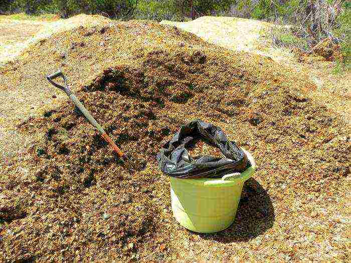 how to properly grow bell peppers in the open field