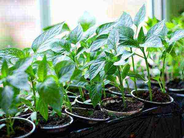 how to properly grow bell peppers in the open field