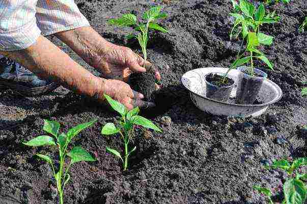 how to properly grow bell peppers in the open field