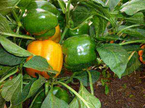 how to properly grow bell peppers in the open field