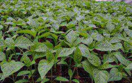 how to properly grow bell peppers in the open field