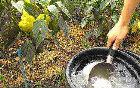 how to properly grow bell peppers in the open field