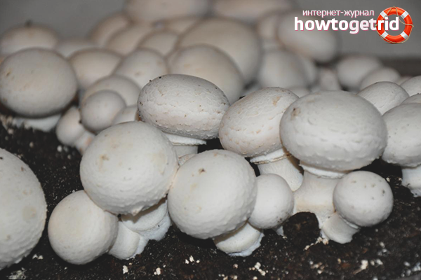 how to properly grow mushrooms at home