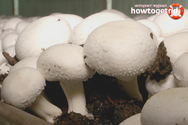 how to properly grow mushrooms at home