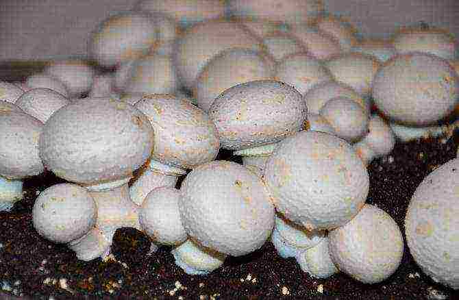 how to properly grow mushrooms at home