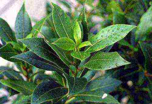 how to properly grow bay leaves at home