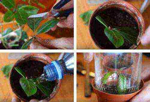 how to properly grow bay leaves at home