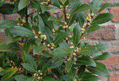 how to properly grow bay leaves at home