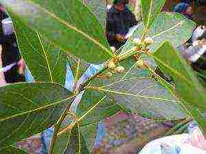 how to properly grow bay leaves at home