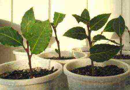 how to properly grow bay leaves at home