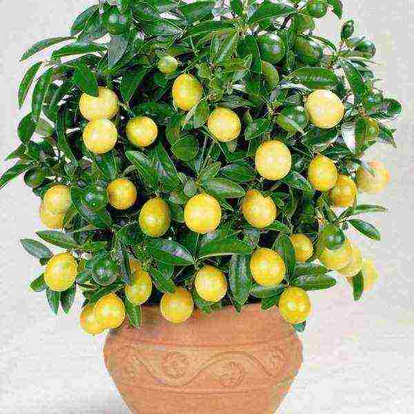 how to properly grow a lemon at home from a stone