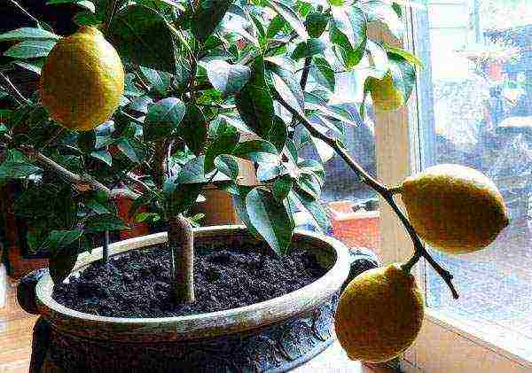 how to properly grow a lemon at home from a stone