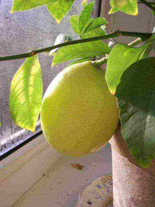 how to properly grow a lemon at home from a stone