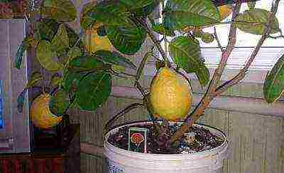 how to properly grow a lemon at home from a stone