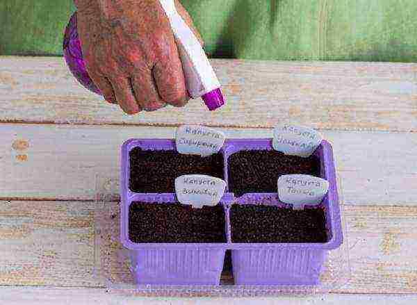 how to properly grow cabbage seedlings at home