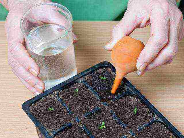 how to properly grow petunia seedlings at the initial stage