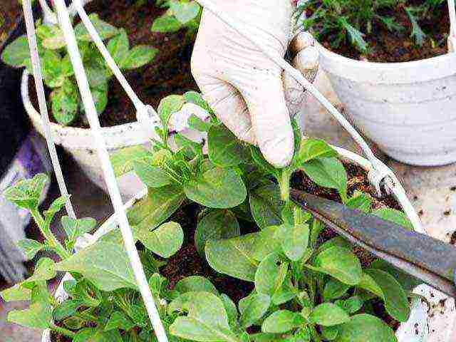 how to properly grow petunia seedlings at the initial stage