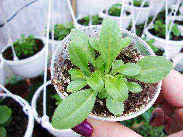 how to properly grow petunia seedlings at the initial stage