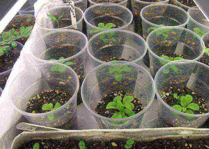 how to properly grow petunia seedlings at the initial stage