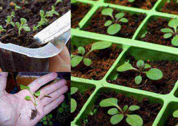 how to properly grow petunia seedlings at the initial stage