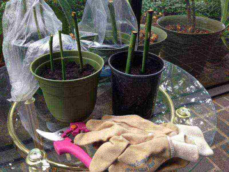 how to properly grow roses from cuttings at home