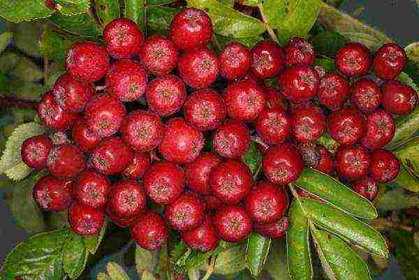 How to understand mountain ash?