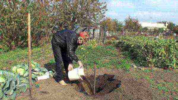 Spilling the planted seedlings with water