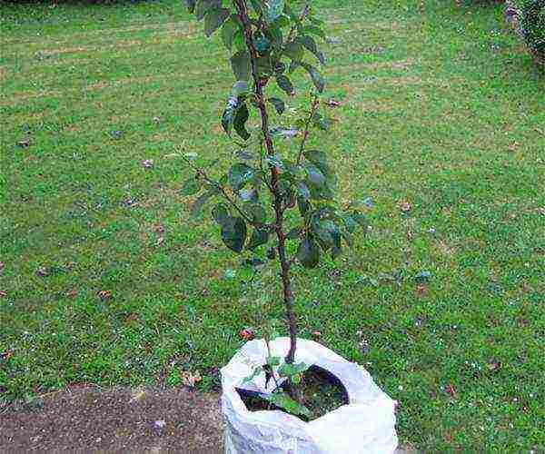 Pear varieties Lyubimitsa Klappa can be planted both in autumn and spring, on the sunny side of the site