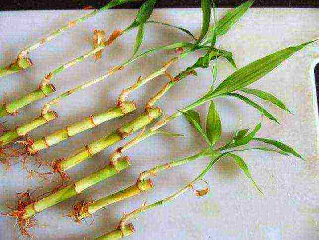 how to grow bamboo at home at home