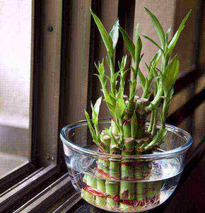 how to grow bamboo at home at home