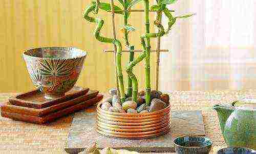 how to grow bamboo at home at home