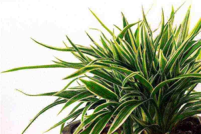 how to grow dracaena at home at home