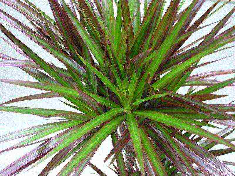 how to grow dracaena at home at home