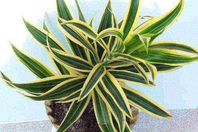 how to grow dracaena at home at home