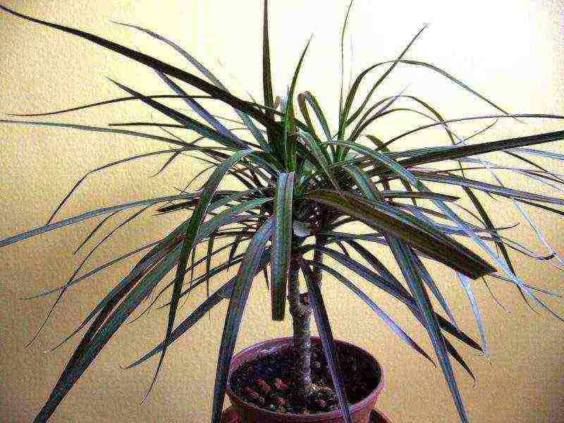 kung paano palaguin ang dracaena sa bahay sa bahay