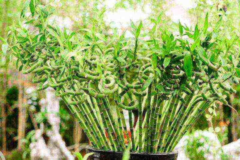 how to grow dracaena at home at home