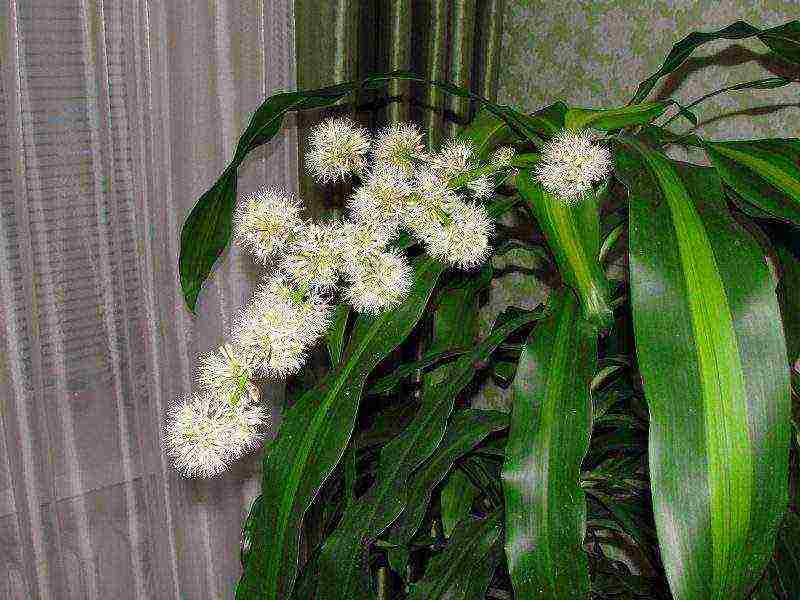 how to grow dracaena at home at home