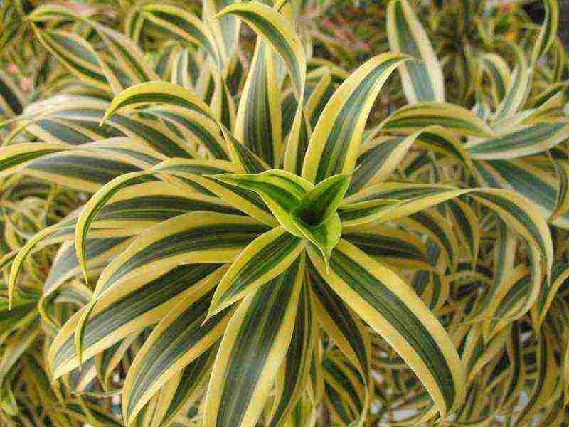 how to grow dracaena at home at home