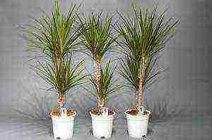 how to grow dracaena at home at home