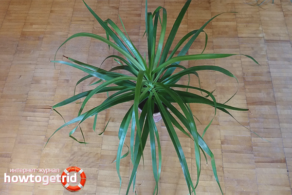 how to grow dracaena at home at home