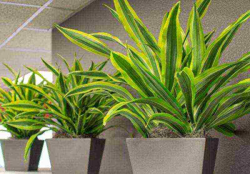 how to grow dracaena at home at home