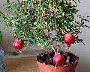 how to grow pomegranate at home at home