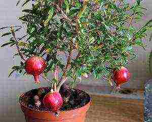 how to grow pomegranate at home at home