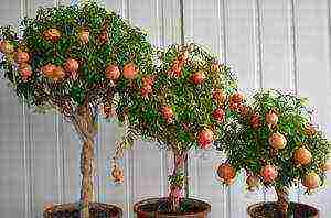 how to grow pomegranate at home at home