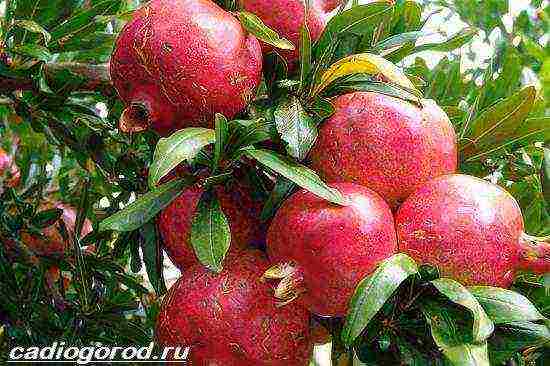 how to grow pomegranate at home at home