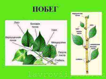 how to grow bay leaves at home at home